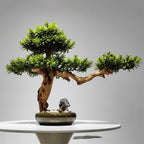 Potted Artificial Pine Bonsai Desktop Green Plant